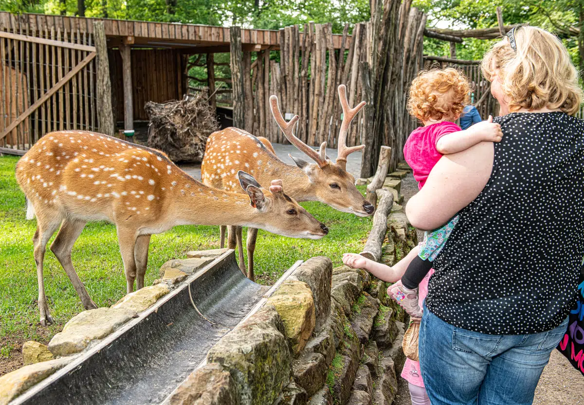 In einer begehbaren Anlage nähern sich Vietnam-Sikahirsche einer Frau mit Kleinkind im Tierpark Nordhorn.