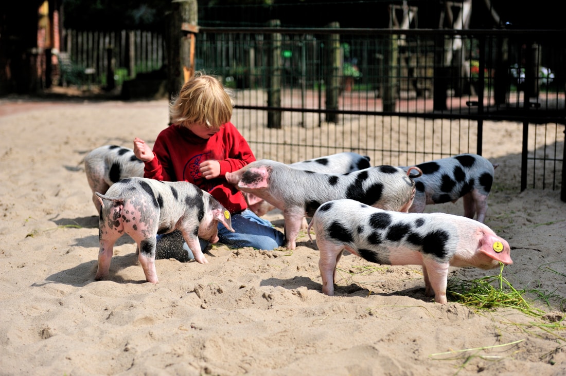Im Tierpark Nordhorn streichelt ein Kind behutsam mehrere gescheckte Ferkel im Sand des Streichelzoos.