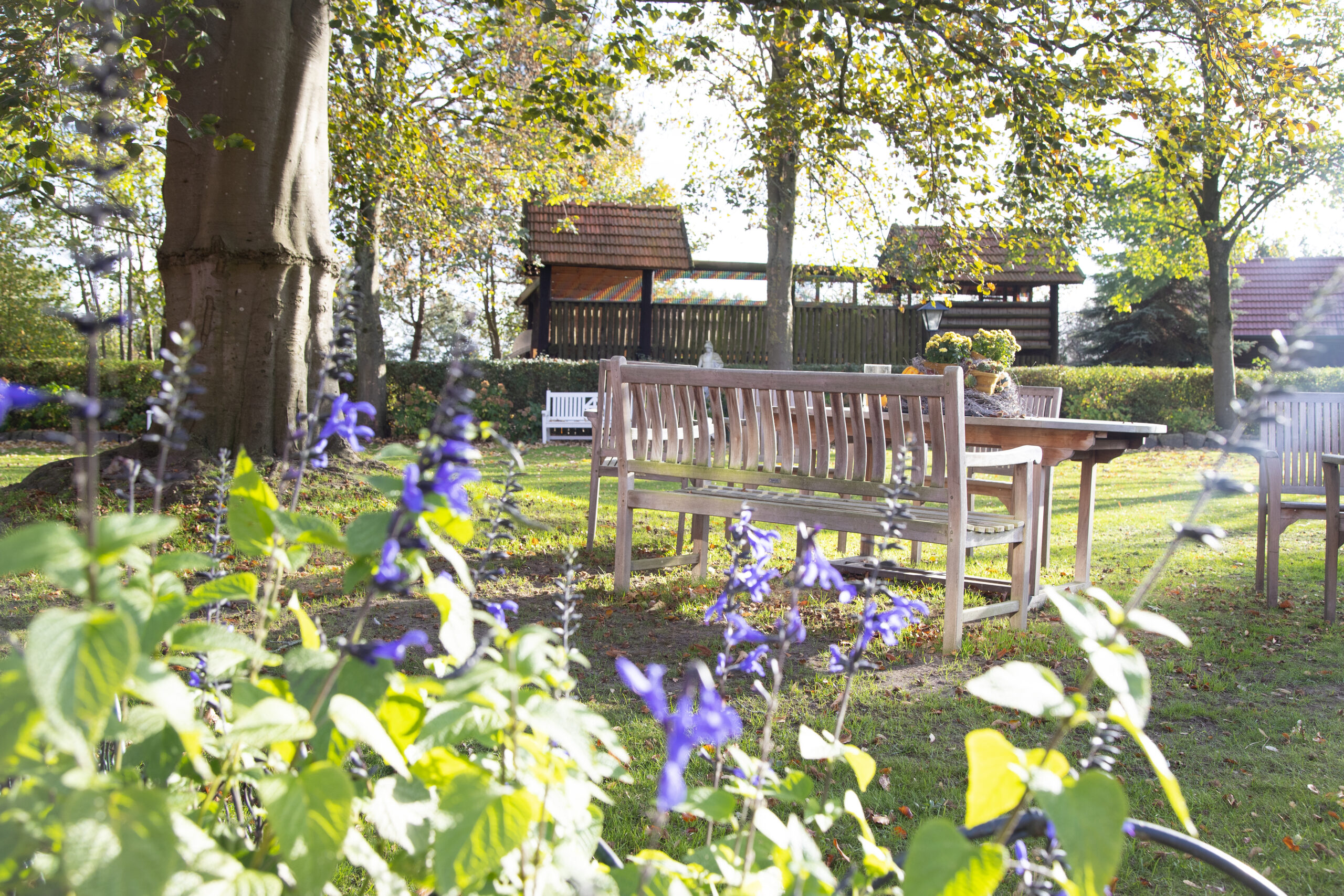 Ein sonniger Garten mit Holzbank, Tisch und Blumen unter hohen Bäumen, während violette Blüten im Vordergrund die herbstliche Stimmung prägen.