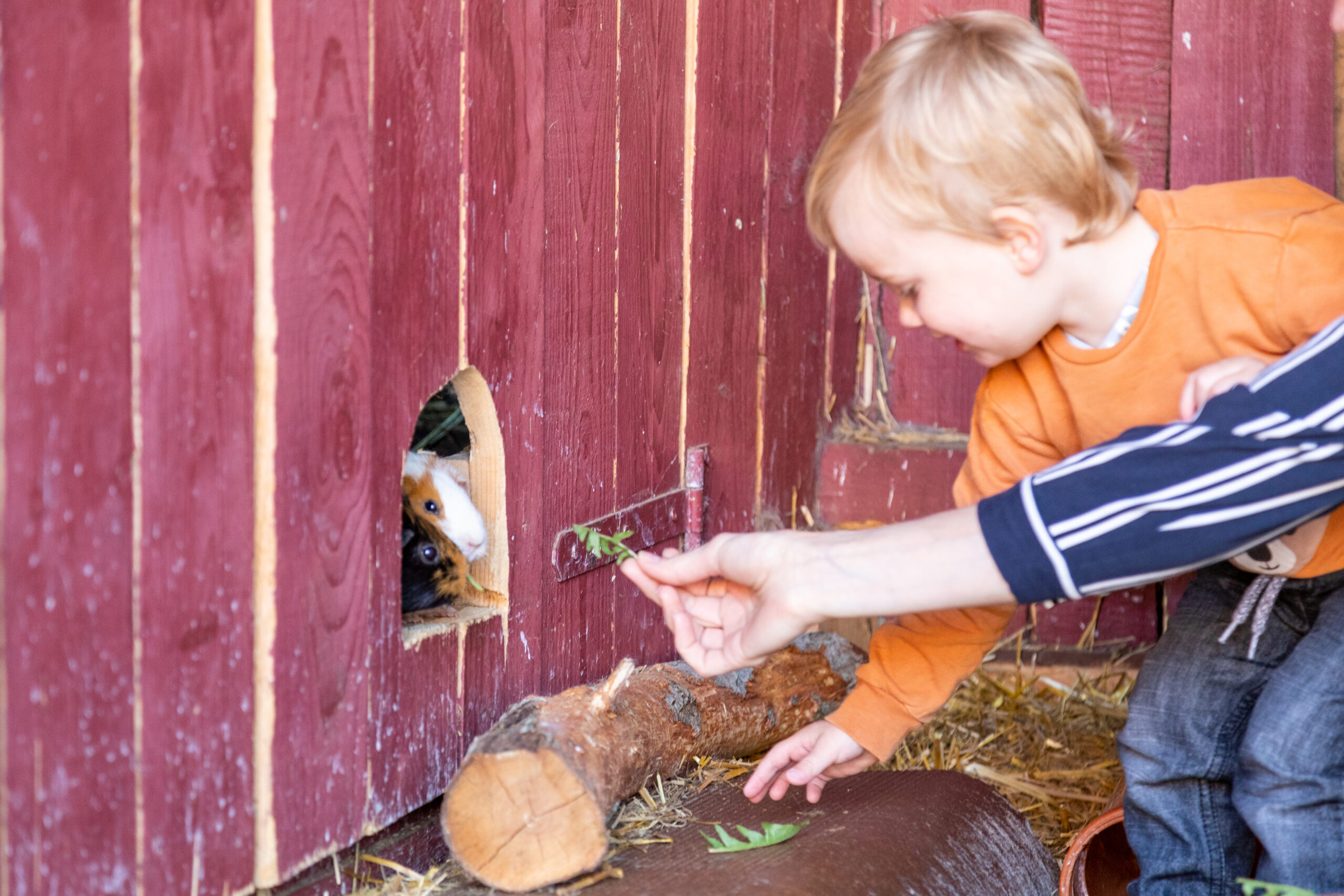 Ein Kleinkind im orangefarbenen Shirt füttert Meerschweinchen durch eine kleine Öffnung in der rot gestrichenen Holzwand eines Stalls.