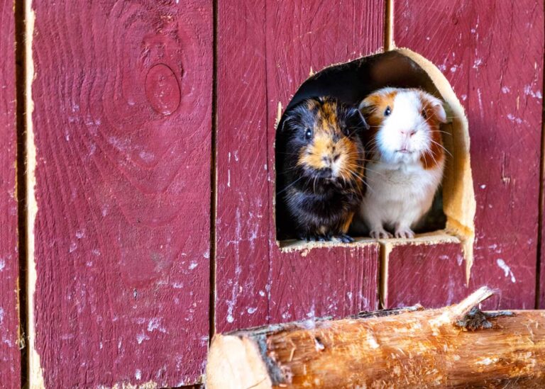 Familienhotel Gut Landegge im Emsland: Zwei Meerschweinchen schauen aus ihrem Haus heraus.