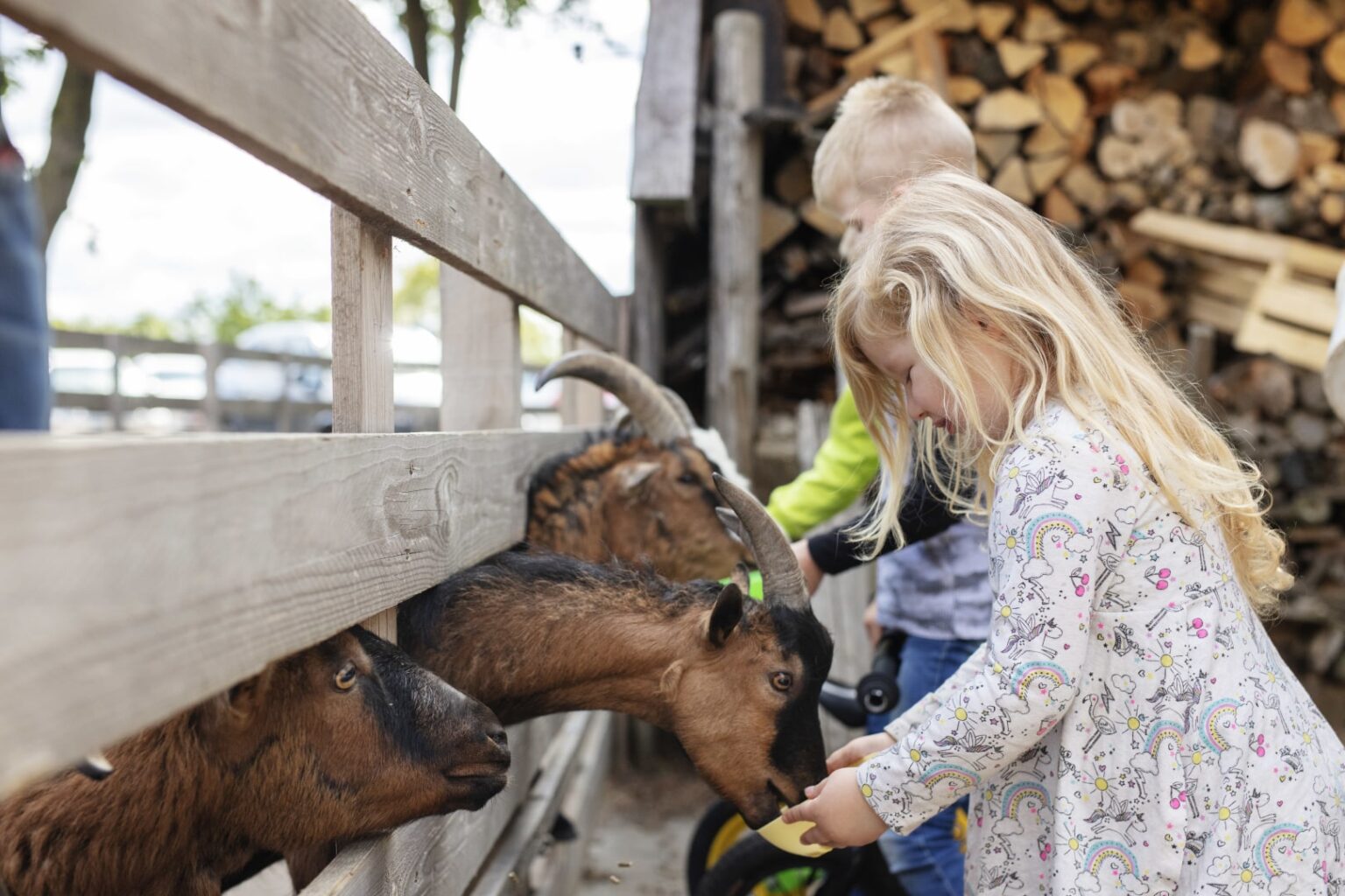 Familienhotel Gut Landegge im Emsland: Zwei Kinder füttern Ziegen