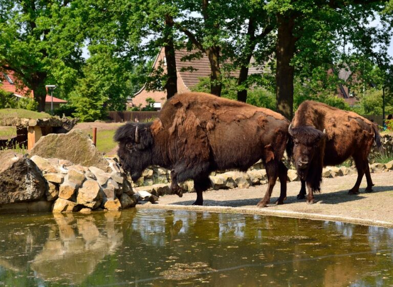 Familienhotel Gut Landegge im Emsland: Bisons im Tierpark an der Wasserstelle