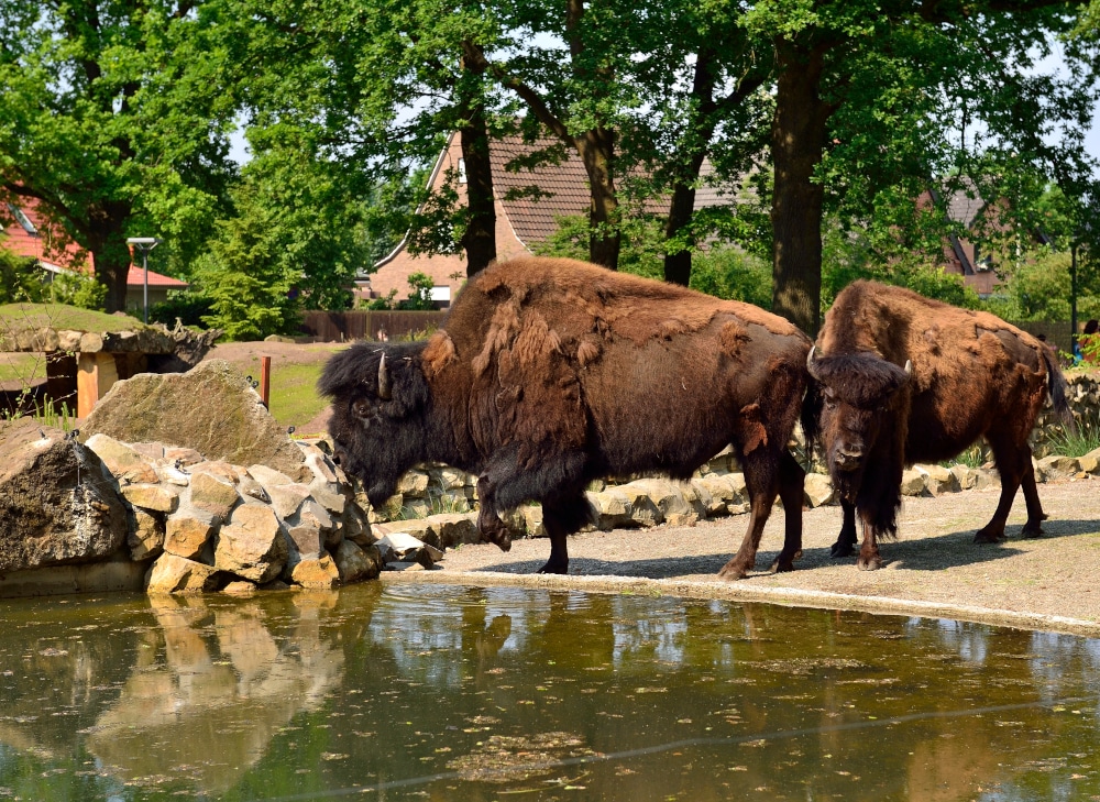 Familienhotel Gut Landegge im Emsland: Bisons im Tierpark an der Wasserstelle