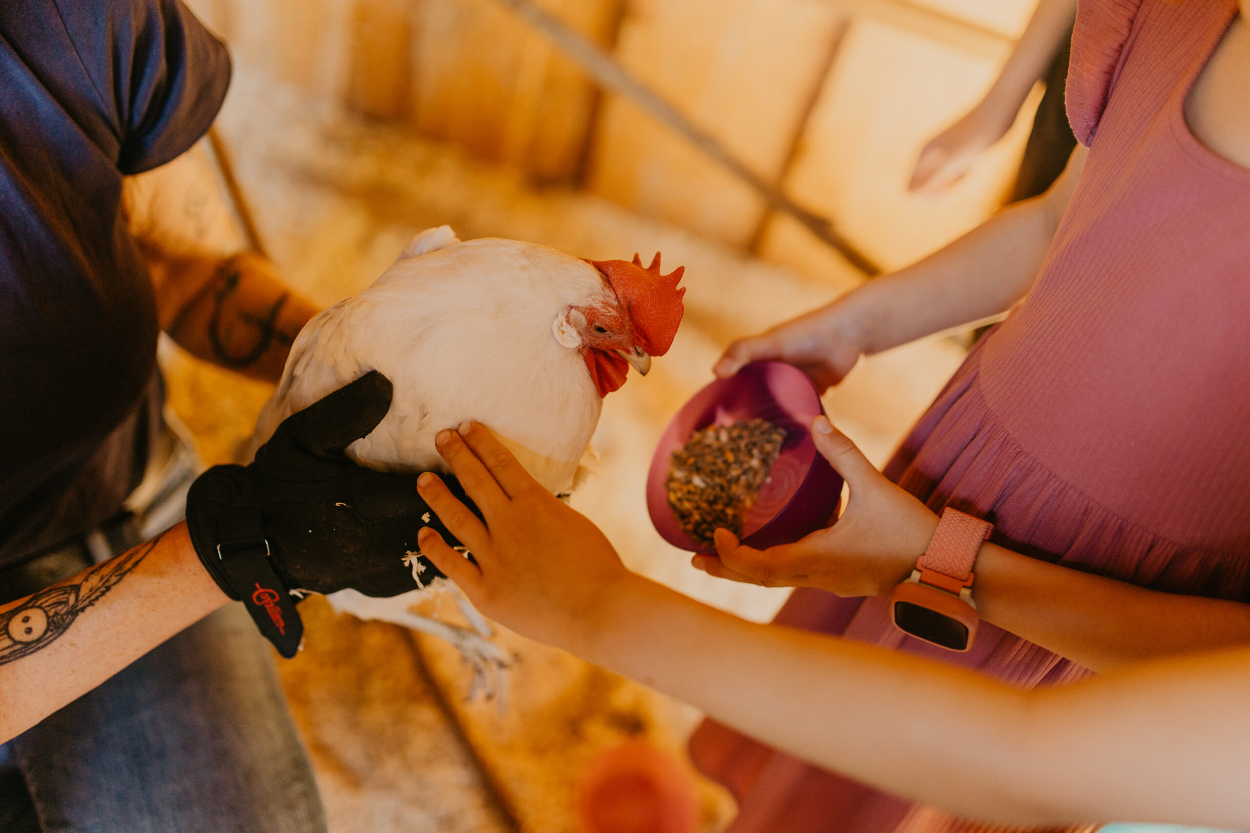 Kinder füttern ein weißes Huhn mit roter Haube im Streichelzoo von Gut Landegge während des Familienurlaubs.